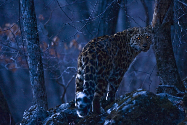 Дальневосточный леопард