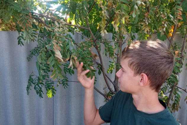 Первый Осенний единый фенологический день - 2024 Первый Осенний единый фенологический день - 2024