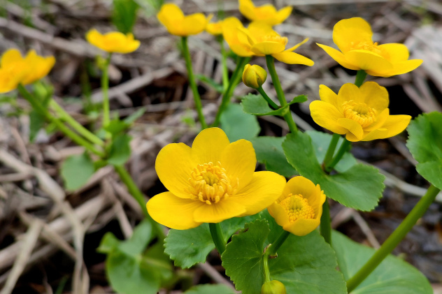 Первоцветы  парка -калужницы 