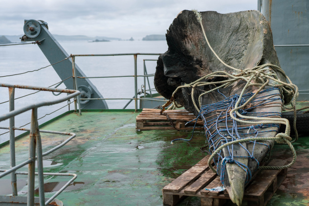 Огромный череп кашалота, найденный на берегу Охотского моря Огромный череп кашалота, найденный на берегу Охотского моря