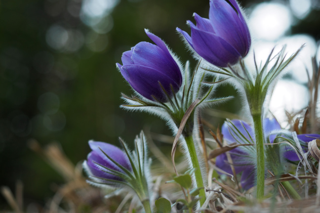 Сон-трава Сон-трава
