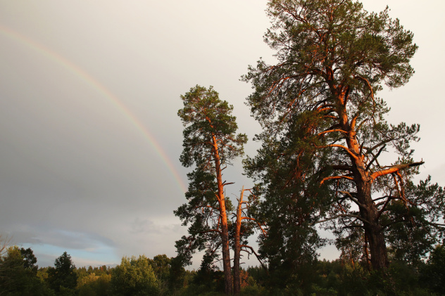 Национальный парк "Бузулукский бор" Национальный парк "Бузулукский бор"