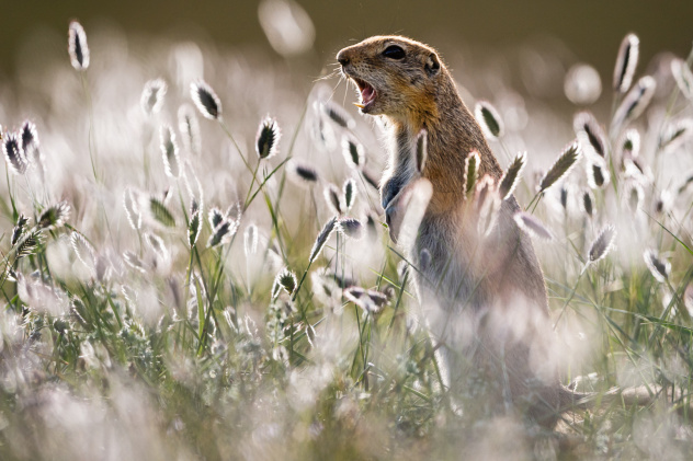 Суслики, рассчитайтесь по одному!