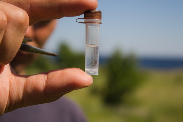 Образец комара Образец комара