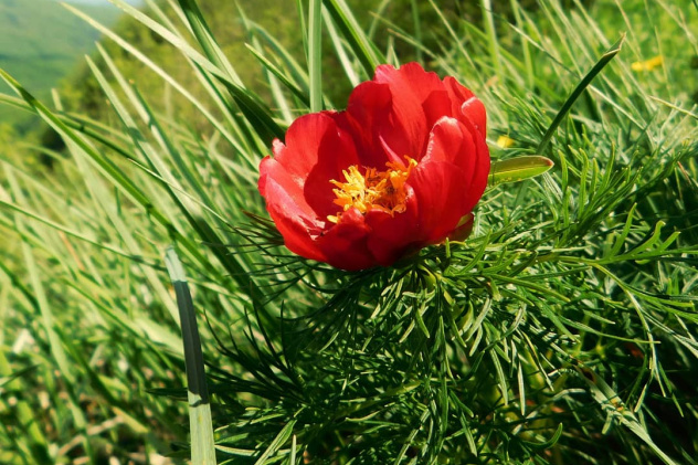 Пион тонколистный Пион тонколистный