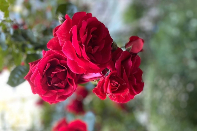 Новороссийский Молодежный клуб РГО