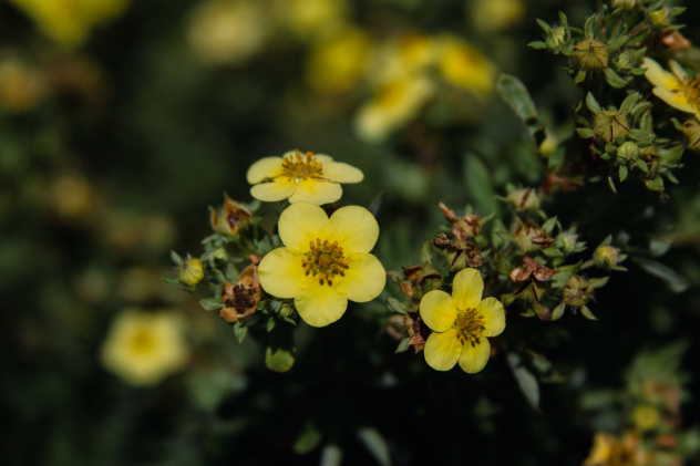 Дендрарий Волжско-Камского заповедника Дендрарий Волжско-Камского заповедника