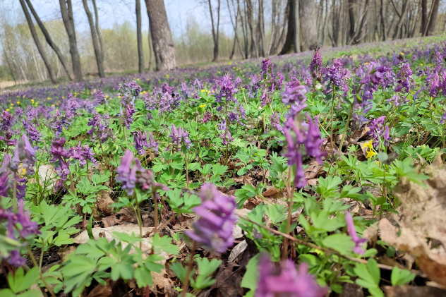 Куртины хохлатки 