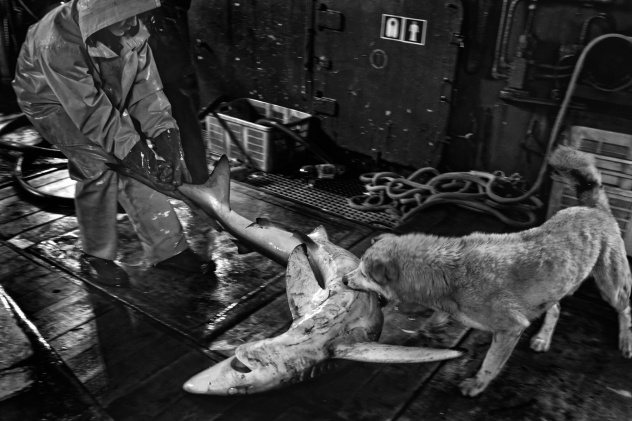 Акула в наших руках