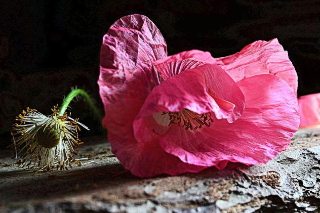 Маки, маки... Маки, маки...