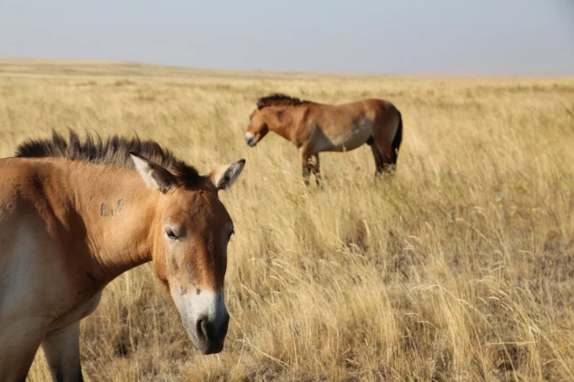 Лилия Дмитрик Лилия Дмитрик