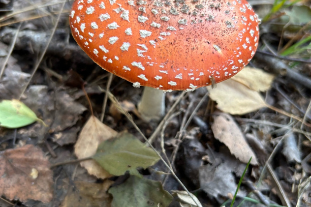 Молодежный клуб РГО "КПД или команда полезного действия"