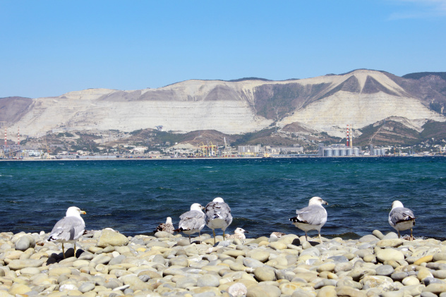 Черноморские наблюдатели (Новороссийск)