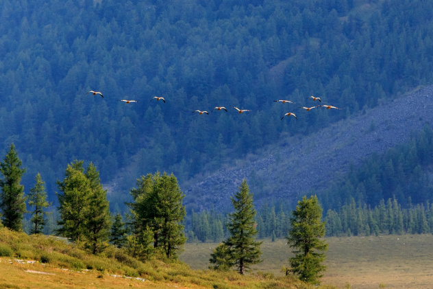 Огарь в полете
