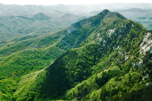Папайская пила Папайская пила