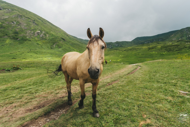 Ксения Гасица 