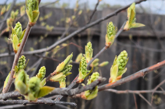 Всероссийская акция "Единый фенологический день" Всероссийская акция "Единый фенологический день"