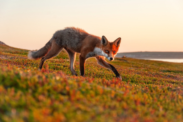 Хитрый лис Хитрый лис