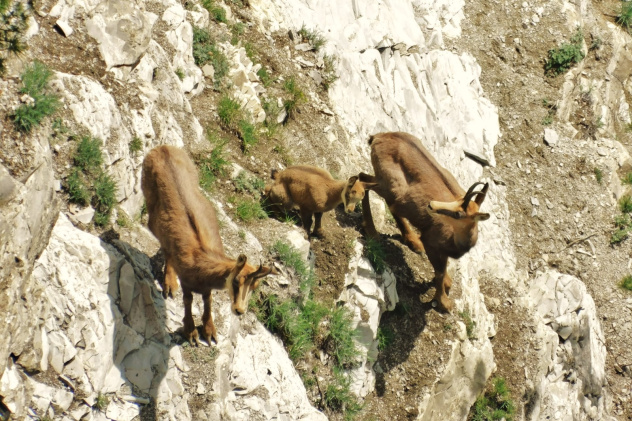 Животный мир Папая Животный мир Папая