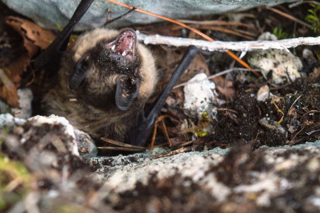 МК РГО на базе НФИ КемГУ (г. Новокузнецк) МК РГО на базе НФИ КемГУ (г. Новокузнецк)