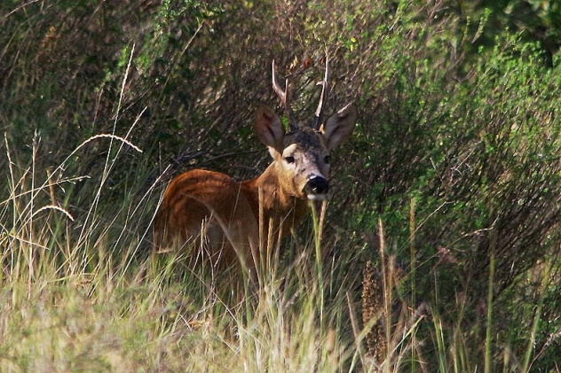 Дмитрий Владимиров Дмитрий Владимиров
