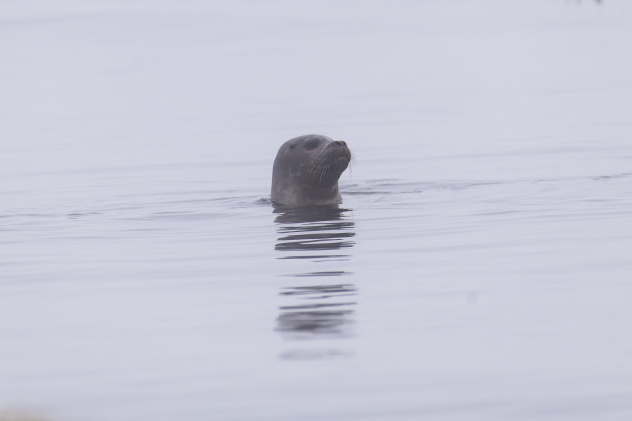 Ксения Михайлова Ксения Михайлова