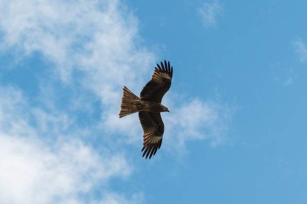 Черный коршун Черный коршун