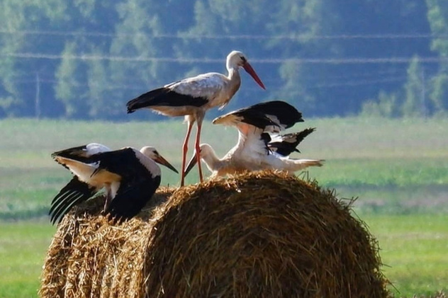 Аисты Аисты