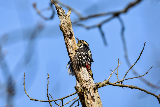 Дятел Дятел