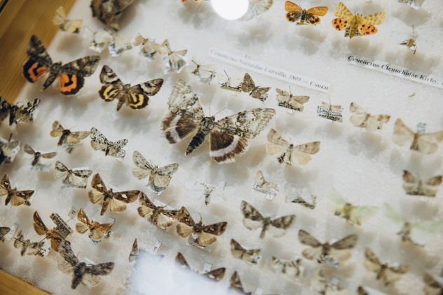 Коллекция бабочек