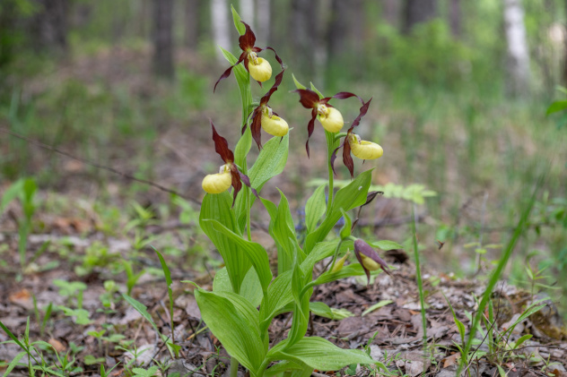Венерин башмачок настоящий Венерин башмачок настоящий