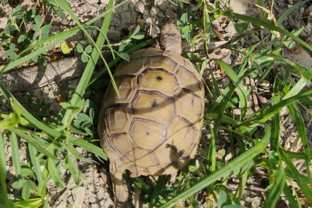 Обитатель тропы Обитатель тропы