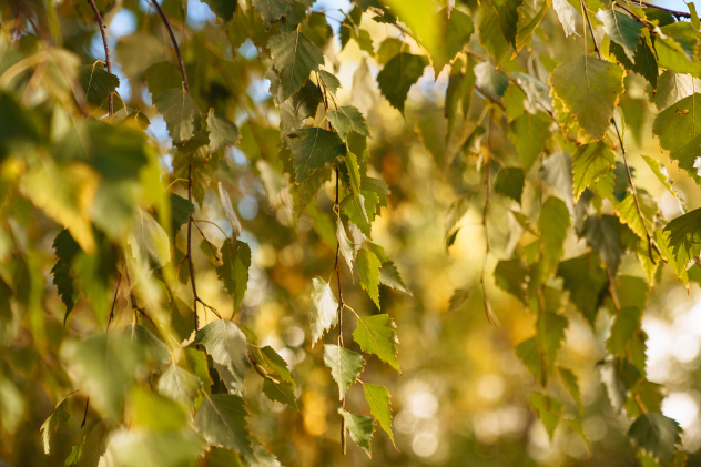 Ксения Гасица