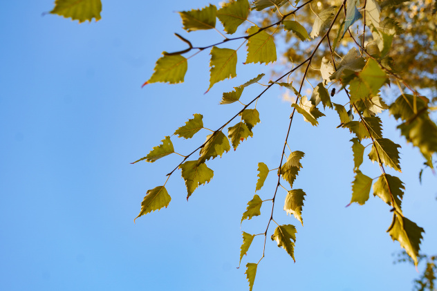 Ксения Гасица