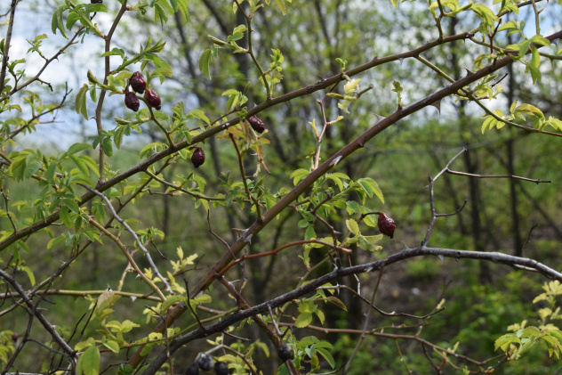 "Плоды науки: шпионим за деревьями и не только" "Плоды науки: шпионим за деревьями и не только"