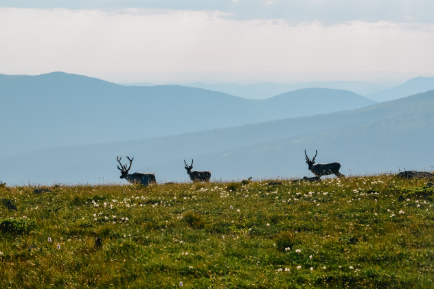 Никита Есенков 
