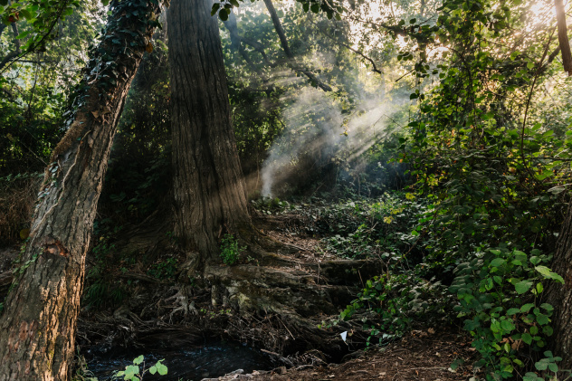 Самурский лес
