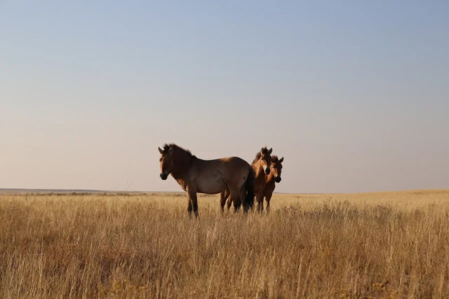 Лилия Дмитрик Лилия Дмитрик