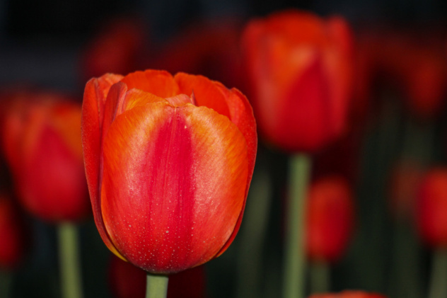 Карина Верхошапова, участница фотоконкурса РГО "Самая красивая страна" Карина Верхошапова, участница фотоконкурса РГО "Самая красивая страна"