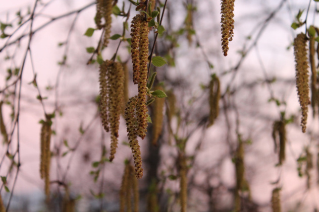 Елизавета Волкова