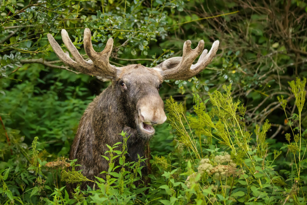 Лосиный остров Лосиный остров