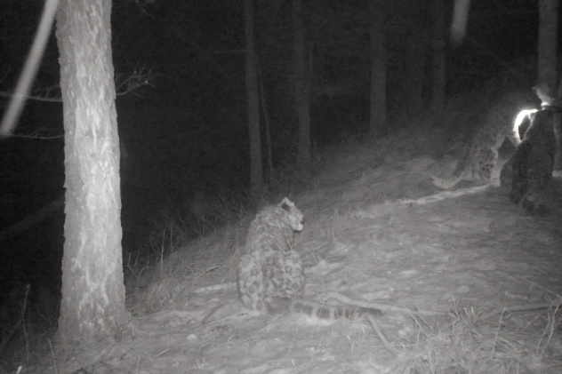 Снежные барсы Снежные барсы