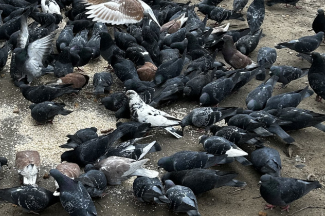 Пример удачного кадра. Роман Борисов Пример удачного кадра. Роман Борисов