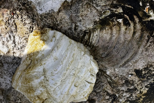 Алина Бочарова