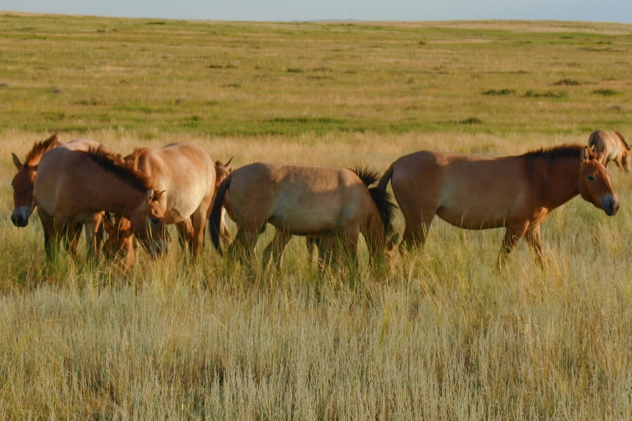 Анна Никольская Анна Никольская