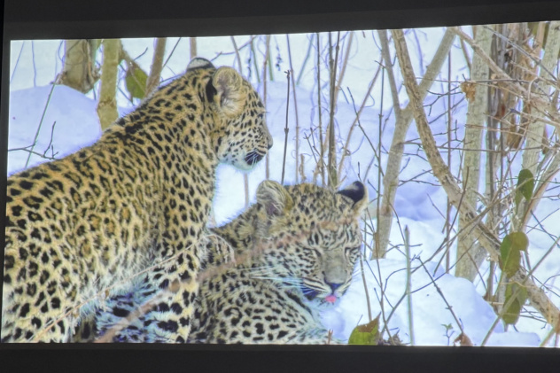 Кадр из фильма "Кавказский леопард - возвращение легенды" Кадр из фильма "Кавказский леопард - возвращение легенды"