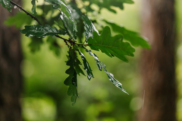 Ксения Гасица Ксения Гасица