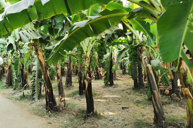 Луксор Луксор