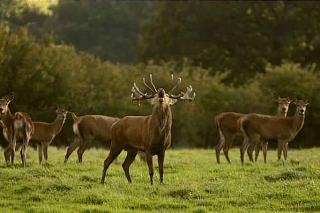 Обитатели маральника Обитатели маральника