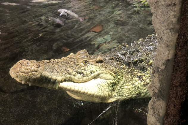 Санкт-Петербургский Океанариум Санкт-Петербургский Океанариум